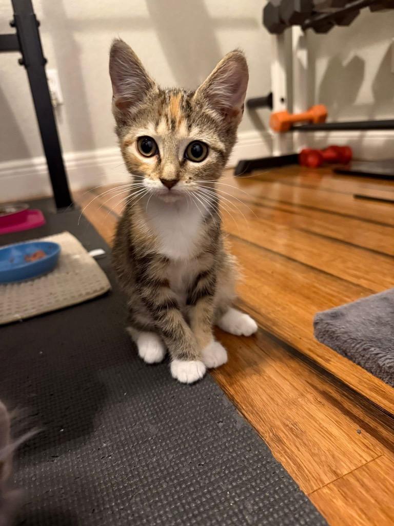 Grinch, a Adoptable mixed breed in Orlando, FL image 1/4