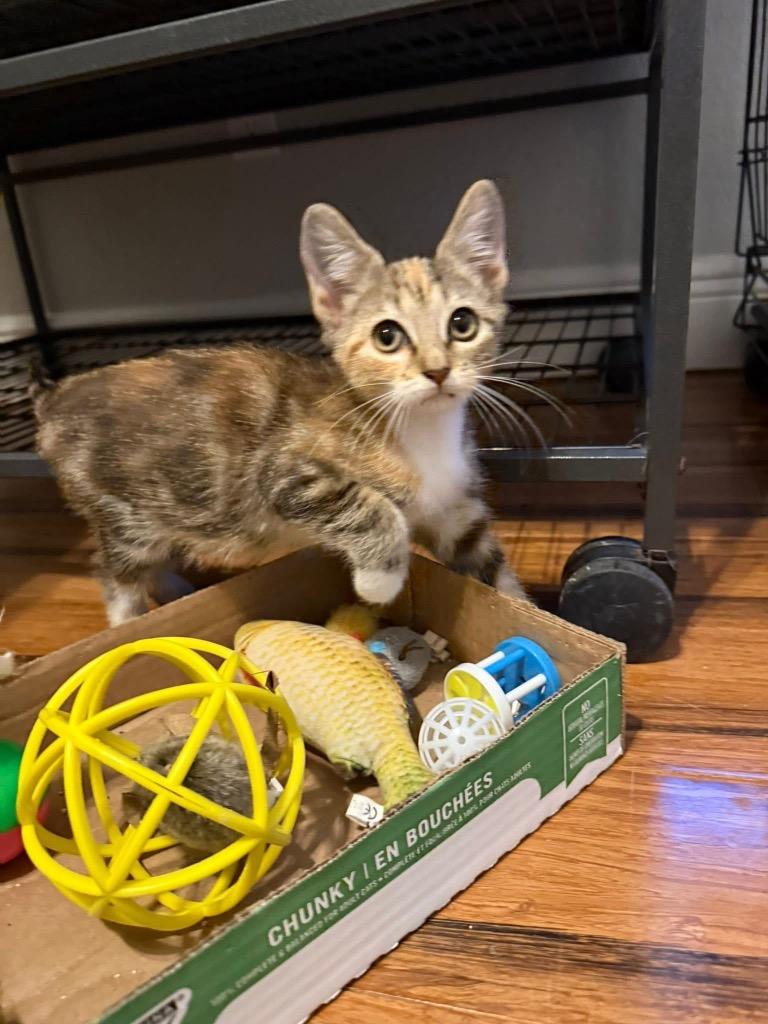 Grinch, a Adoptable mixed breed in Orlando, FL image 2/4