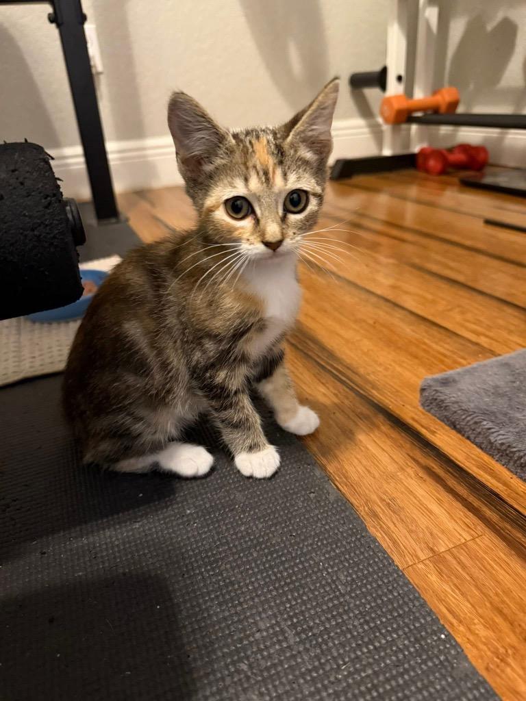 Grinch, a Adoptable mixed breed in Orlando, FL image 3/4