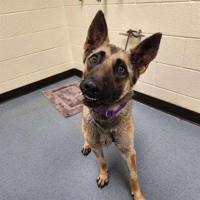 Enlarge SNOWCONE, a Adoptable German Shepherd Dog in Denver, CO image 1/1