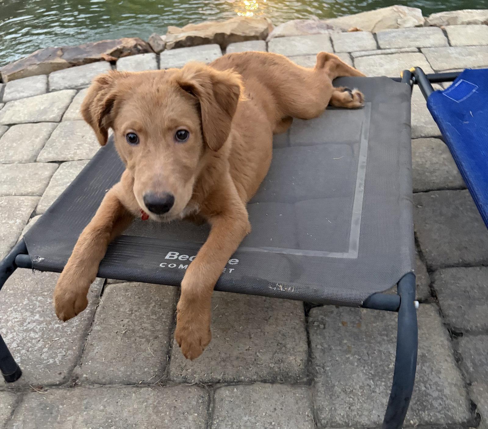 Enlarge Harley Grace, a Adopted Golden Retriever in Alpharetta, GA image 1/3