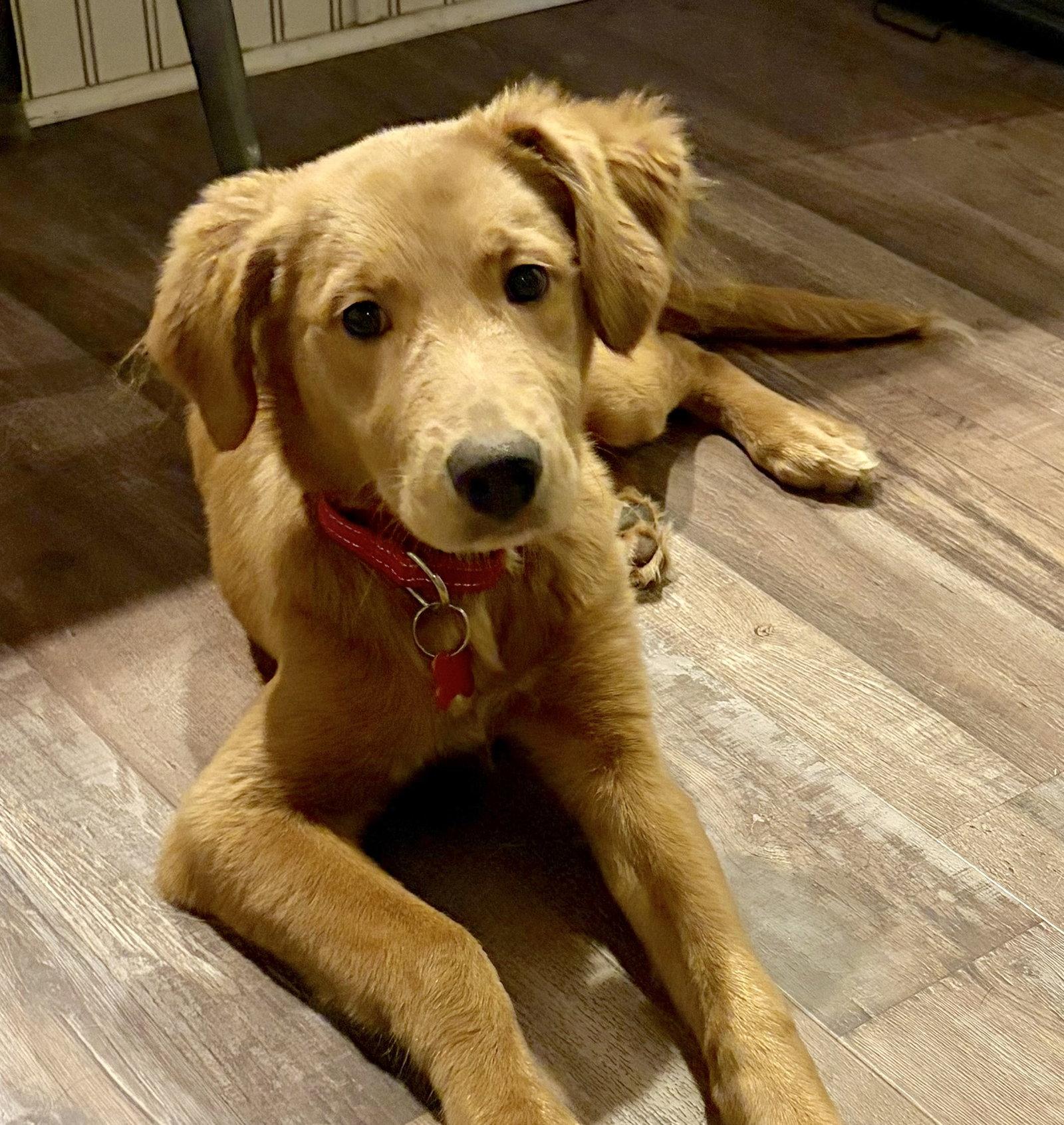 Enlarge Harley Grace, a Adopted Golden Retriever in Alpharetta, GA image 2/3