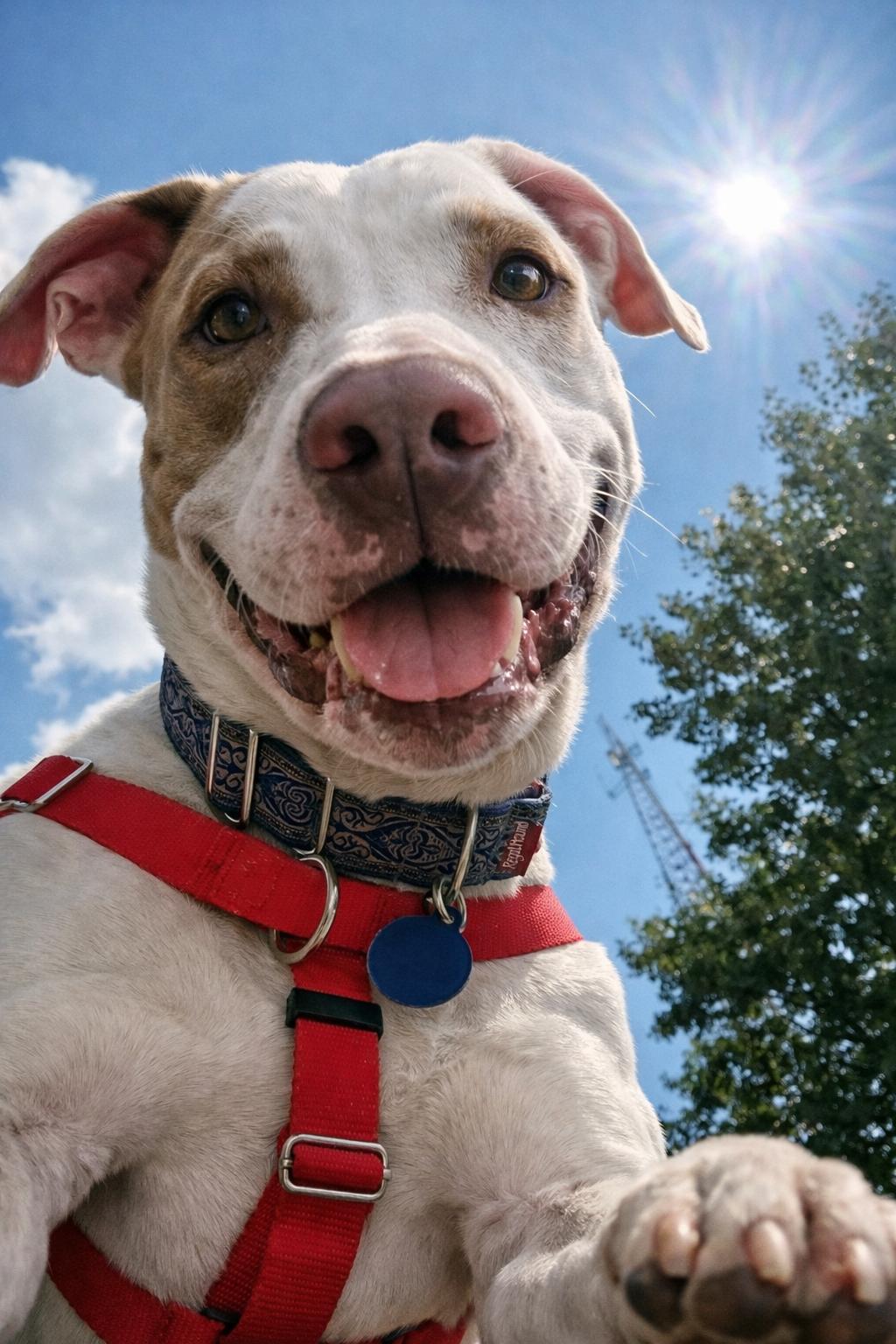 Enlarge Patches O’Houlihan, a Adoptable American Staffordshire Terrier in Wheaton, IL image 2/6