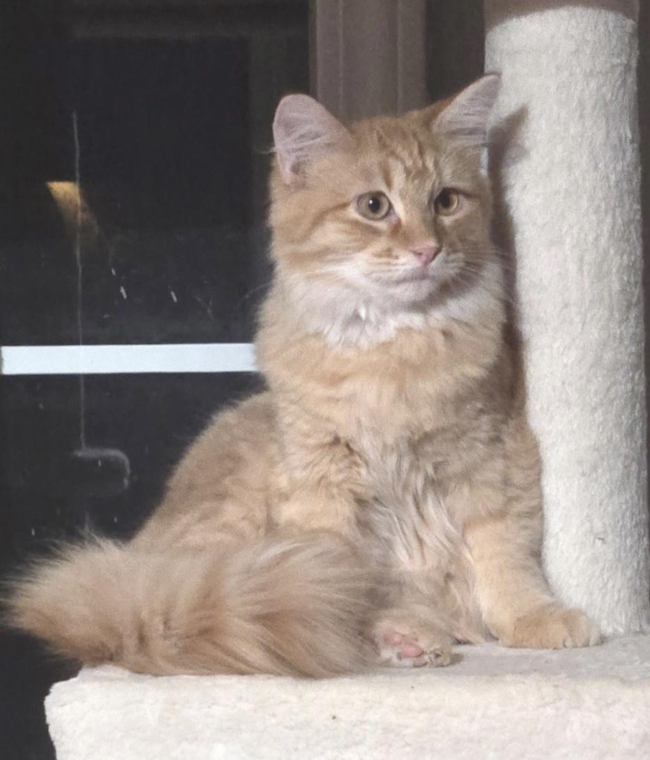 Enlarge Bartholemew, a Adoptable Domestic Long Hair in Tuttle, OK image 1/4