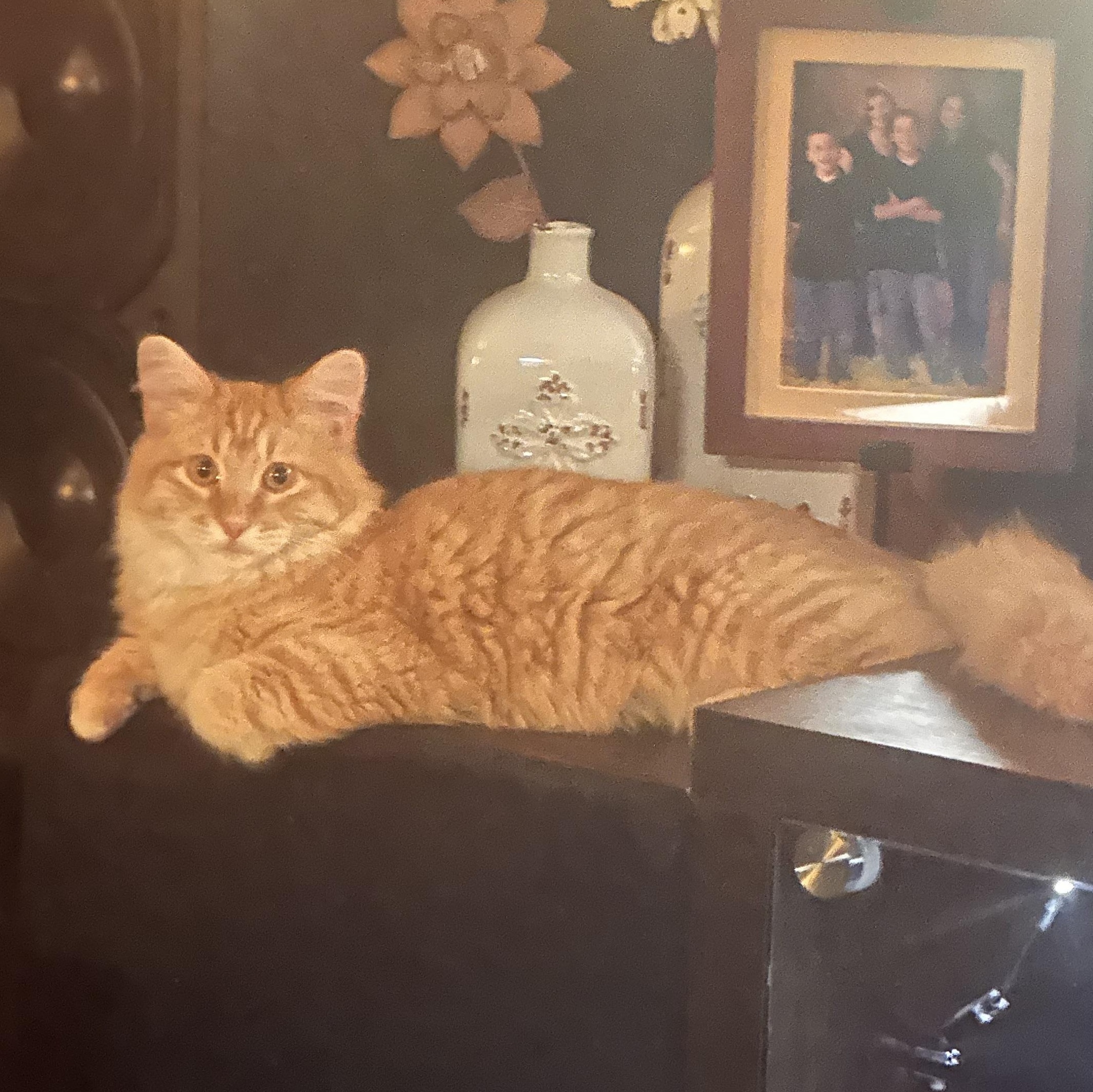 Enlarge Bartholemew, a Adoptable Domestic Long Hair in Tuttle, OK image 2/4