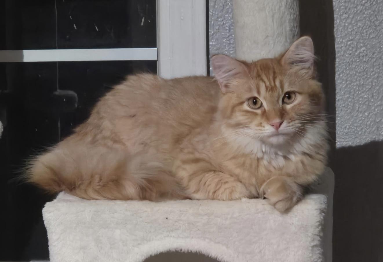 Enlarge Bartholemew, a Adoptable Domestic Long Hair in Tuttle, OK image 3/4