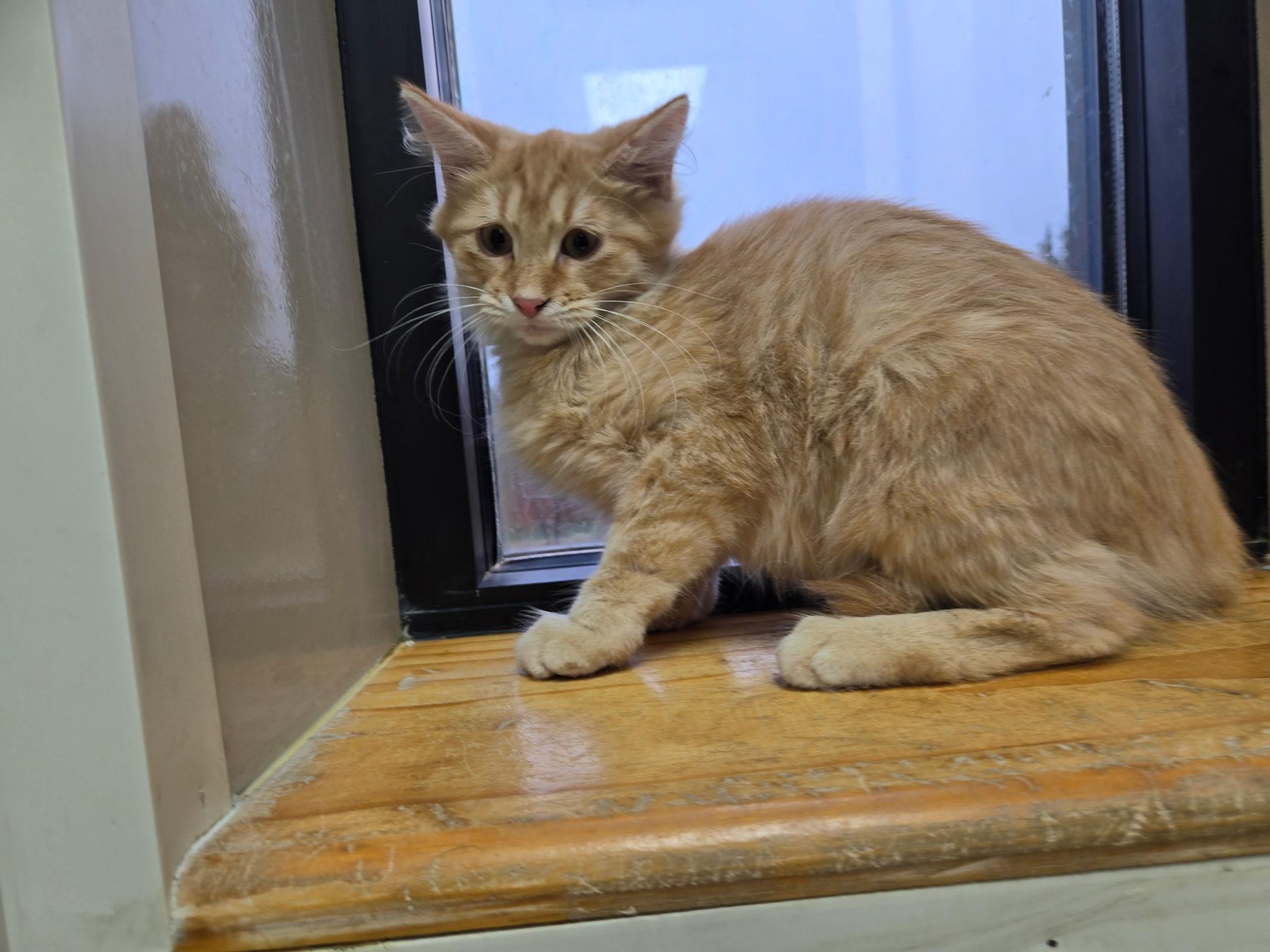 Enlarge Bartholemew, a Adoptable Domestic Long Hair in Tuttle, OK image 4/4