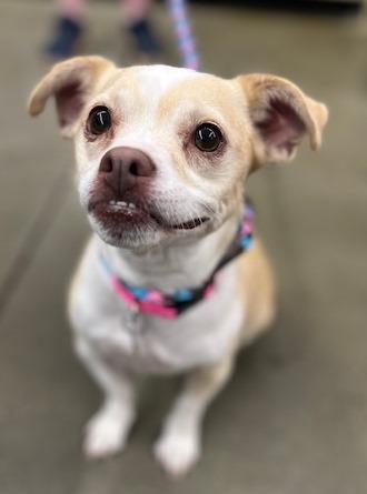 Remi, an adoptable Chihuahua, Boston Terrier in Irmo, SC, 29063 | Photo Image 1