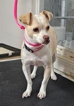 Remi, an adoptable Chihuahua, Boston Terrier in Irmo, SC, 29063 | Photo Image 7