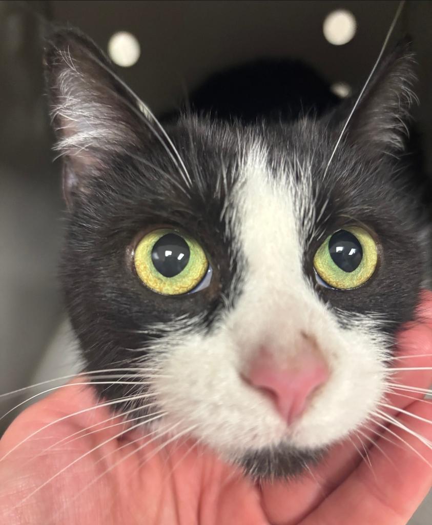 Enlarge Furgie, a Adoptable mixed breed in Greenfield, IN image 1/1