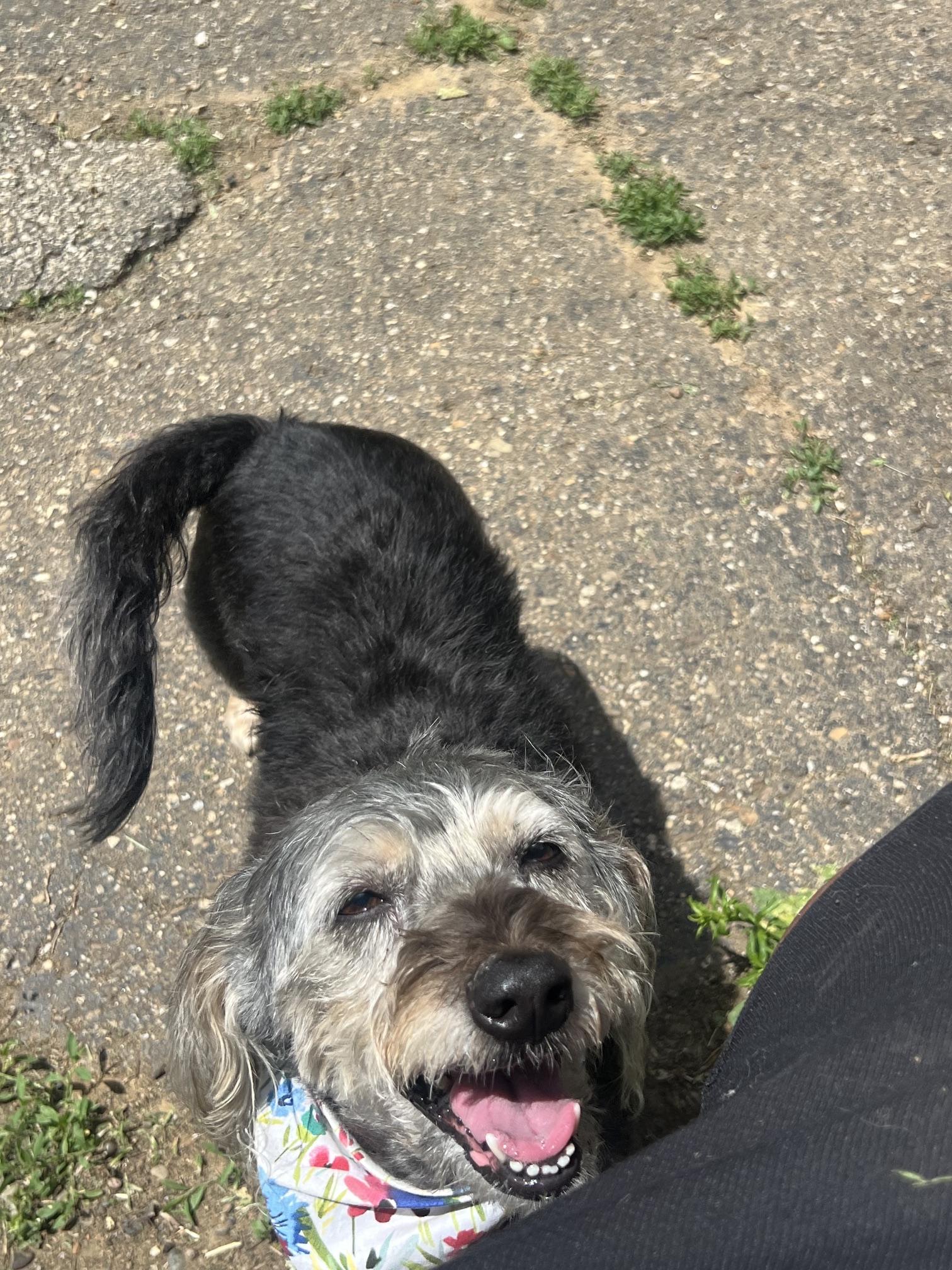 Enlarge Molly, a Adoptable Mixed Breed in North Canton, OH image 1/1