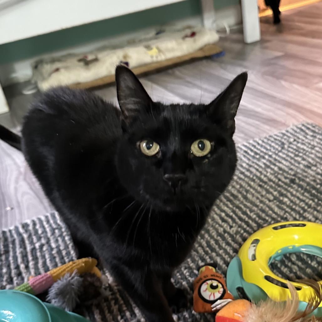 Enlarge Zoey, a Adoptable Domestic Short Hair in Hampton Bays, NY image 1/2