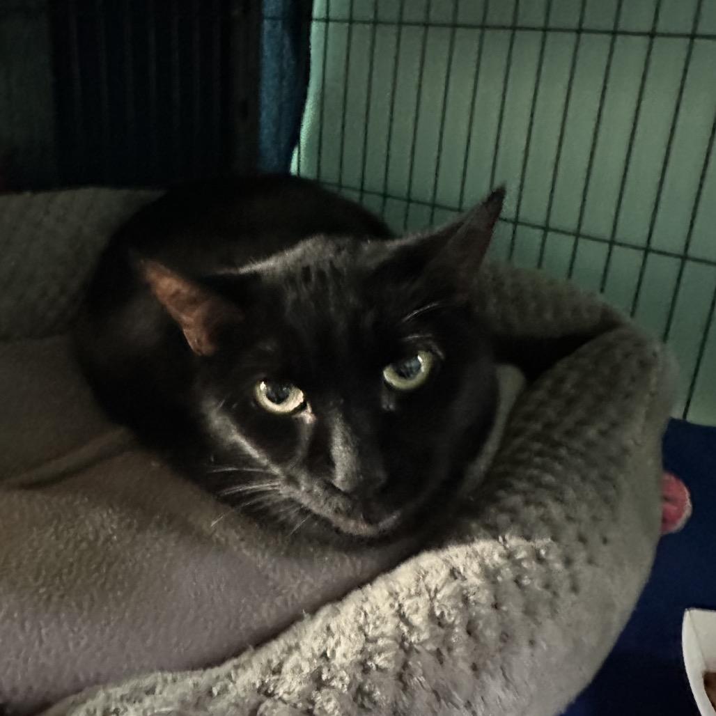 Enlarge Zoey, a Adoptable Domestic Short Hair in Hampton Bays, NY image 2/2