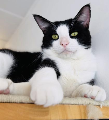 Scooter (FIV+) (Pounce Cat Cafe), Adoptable, Adult Male Domestic Short Hair & Domestic Short Hair.