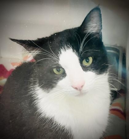 Scooter (FIV+) (Pounce Cat Cafe), Adoptable, Adult Male Domestic Short Hair & Domestic Short Hair.