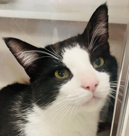 Enlarge Scooter (FIV+) (Pounce Cat Cafe), a Adoptable mixed breed in Savannah, GA image 2/3