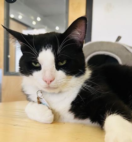 Enlarge Scooter (FIV+) (Pounce Cat Cafe), a Adoptable mixed breed in Savannah, GA image 3/3