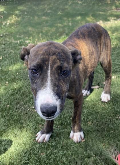 Enlarge Cecelia, a Adoptable mixed breed in Red Bluff, CA image 2/4