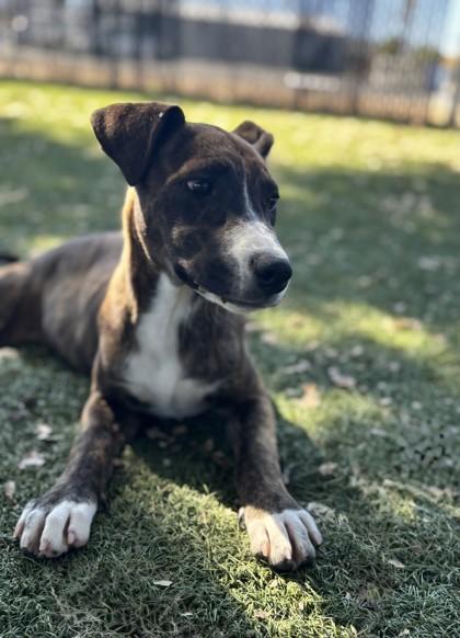 Enlarge Cecelia, a Adoptable mixed breed in Red Bluff, CA image 3/4