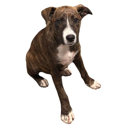 Enlarge Cecelia, a Adoptable mixed breed in Red Bluff, CA image 4/4