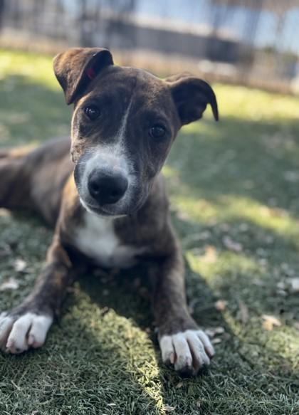 Enlarge Cecelia, a Adoptable mixed breed in Red Bluff, CA image 1/4
