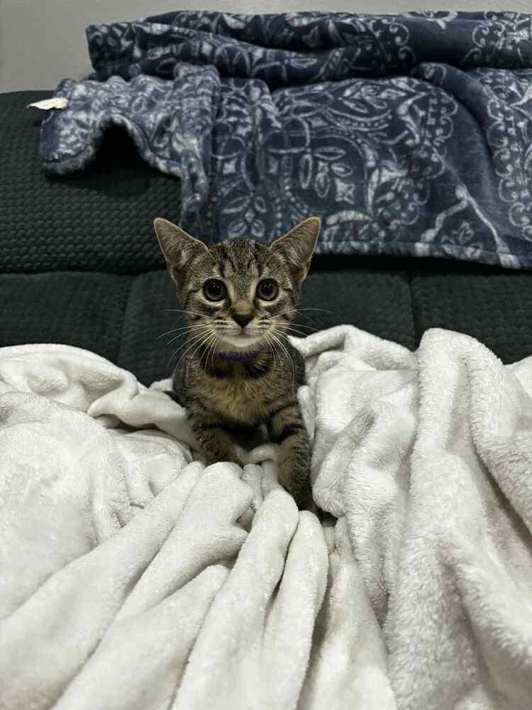 Enlarge BETTY, a Adoptable Domestic Short Hair in Dutton, VA image 1/1