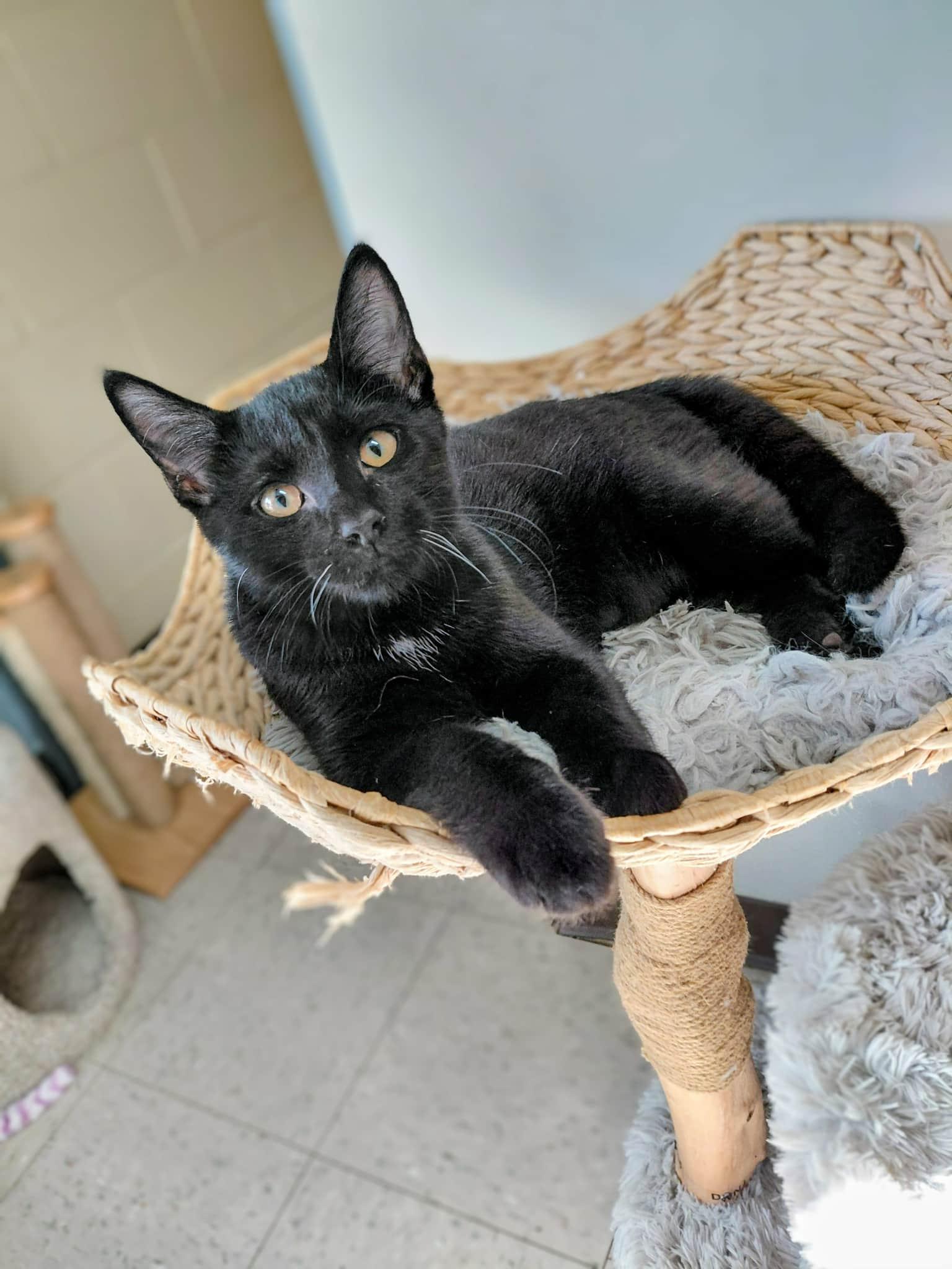 Ishaan, an adopted Domestic Short Hair in Onley, VA image 2/4