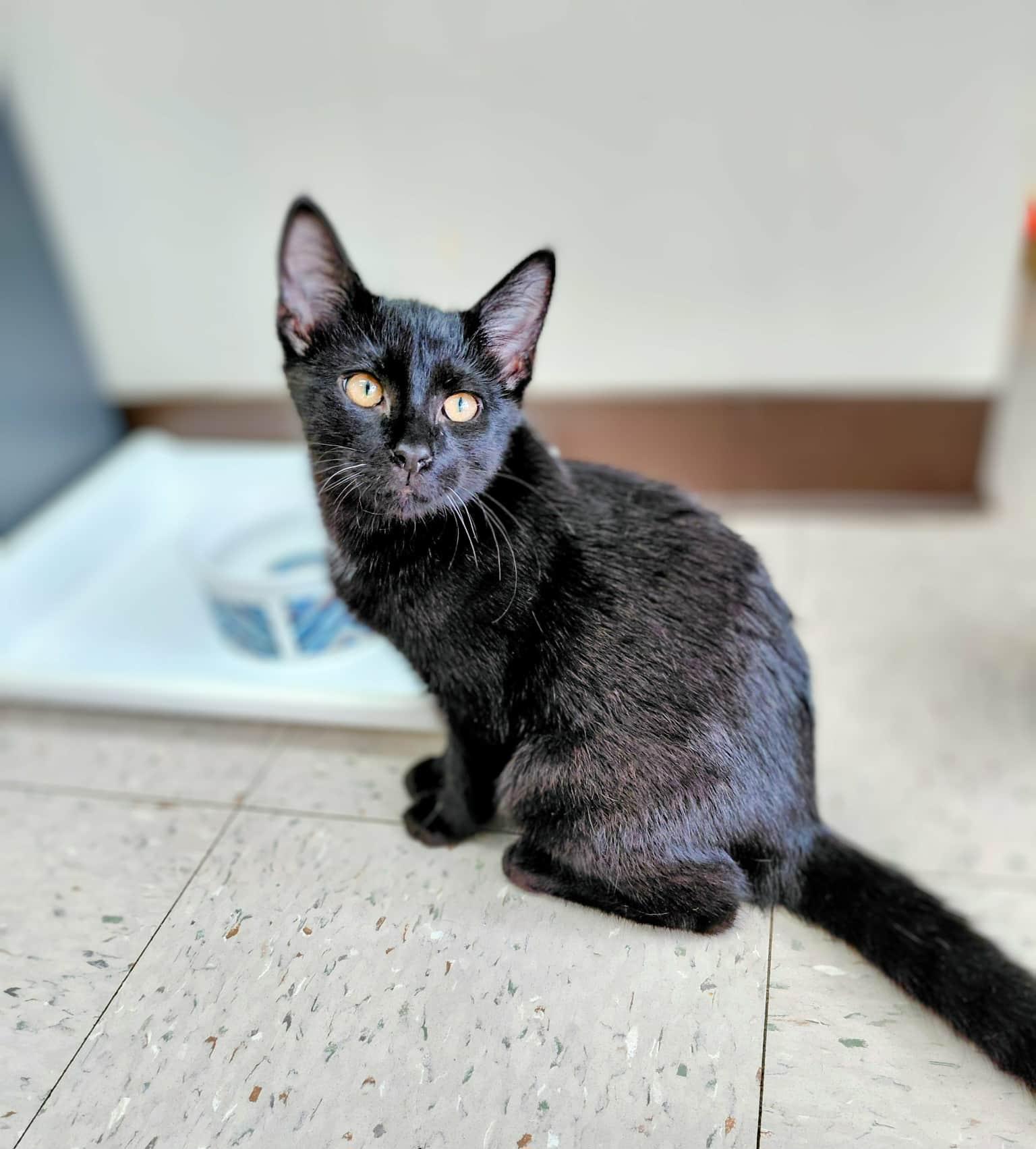 Ishaan, an adopted Domestic Short Hair in Onley, VA image 4/4