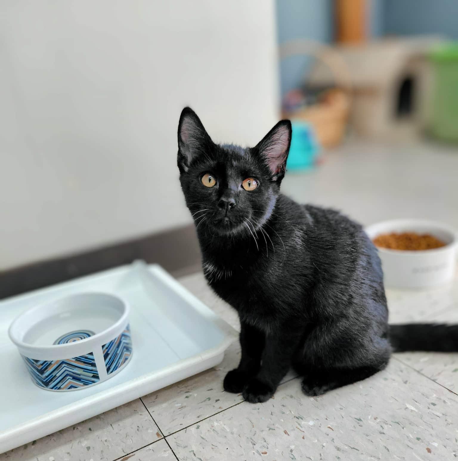 Ishaan, adopted, Kitten Male Domestic Short Hair.