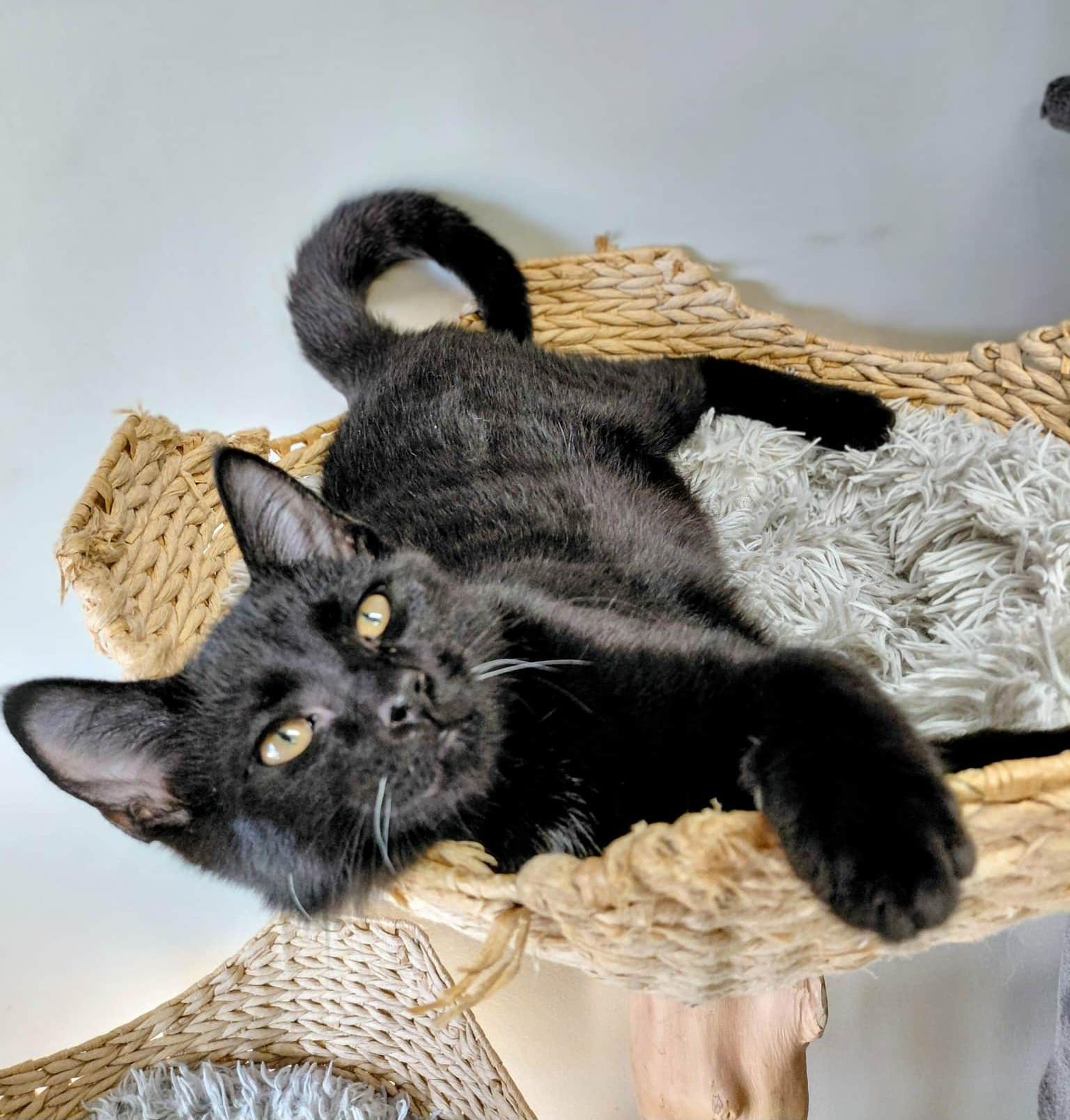 Ishaan, an adopted Domestic Short Hair in Onley, VA image 3/4