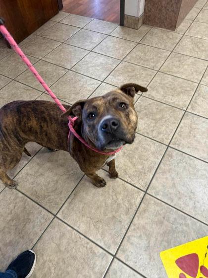 Enlarge Tootsie, an adopted mixed breed in Canon City, CO image 1/1