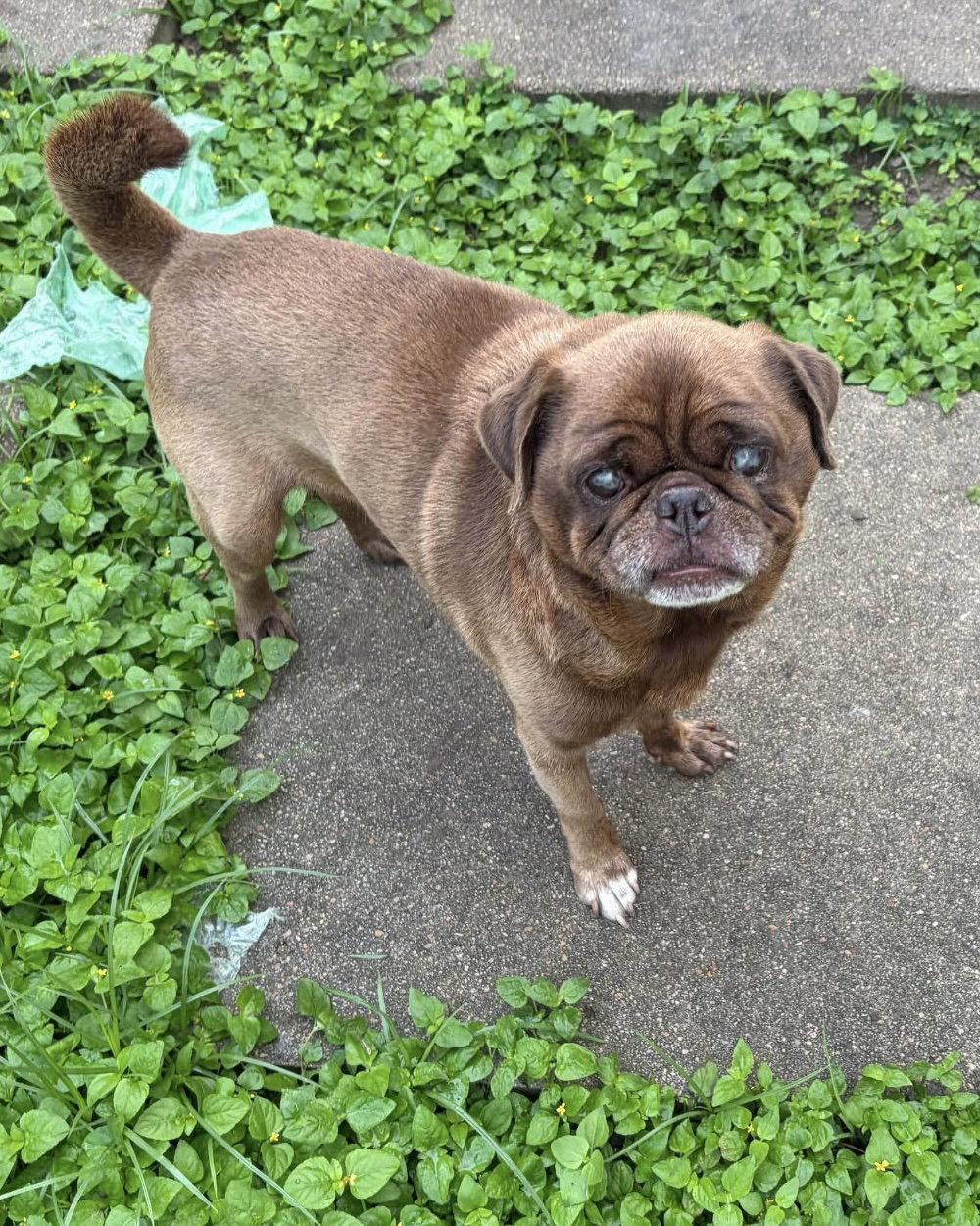 Enlarge Nacho, a Adoptable Pug in Monticello, NY image 1/3