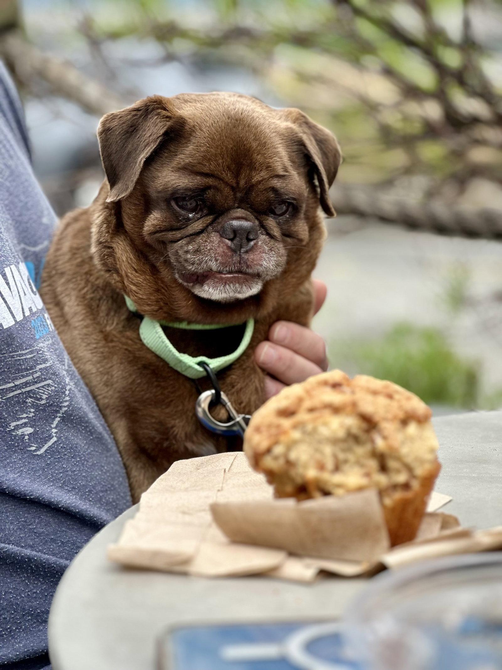 Enlarge Nacho, a Adoptable Pug in Monticello, NY image 2/3