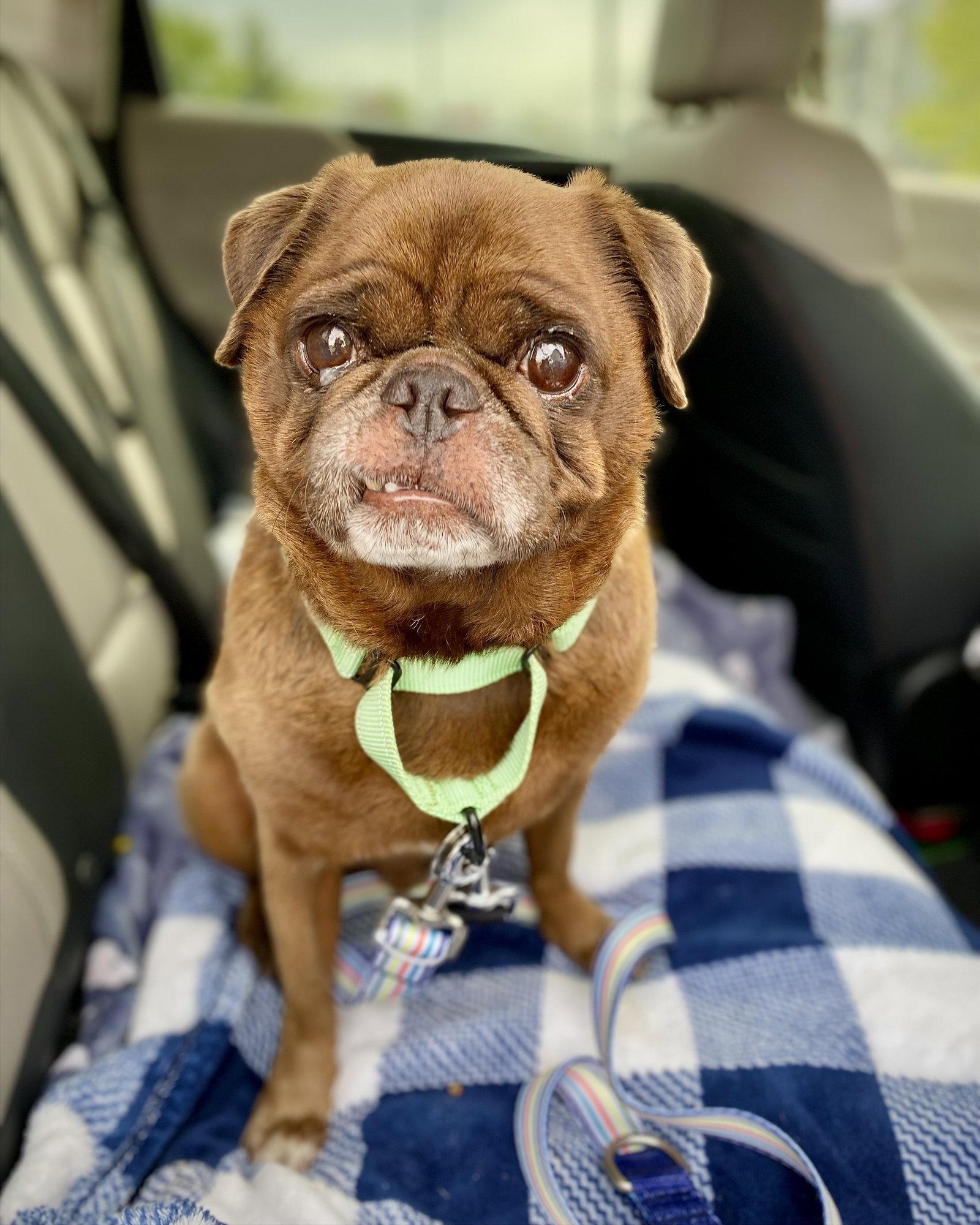 Enlarge Nacho, a Adoptable Pug in Monticello, NY image 3/3