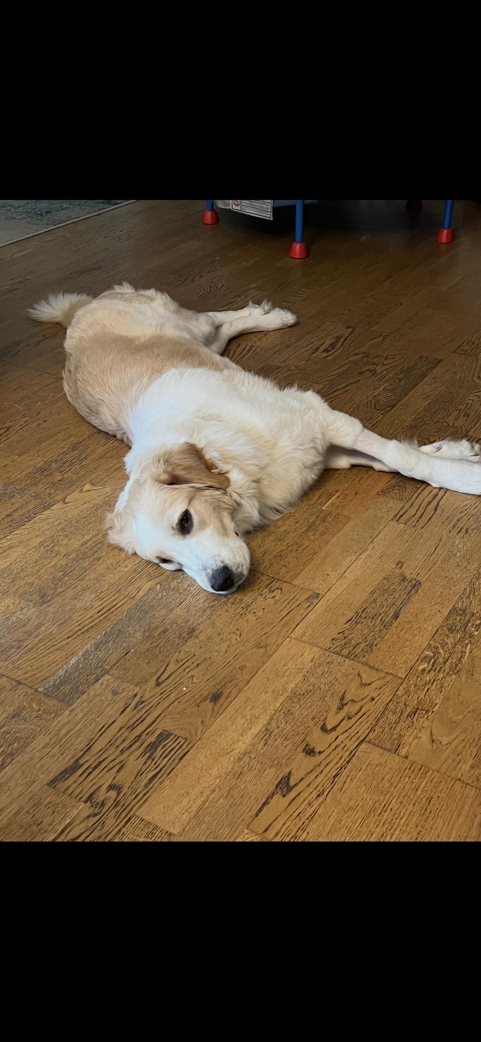 Raya HTX, Adoptable, Young Female Great Pyrenees.