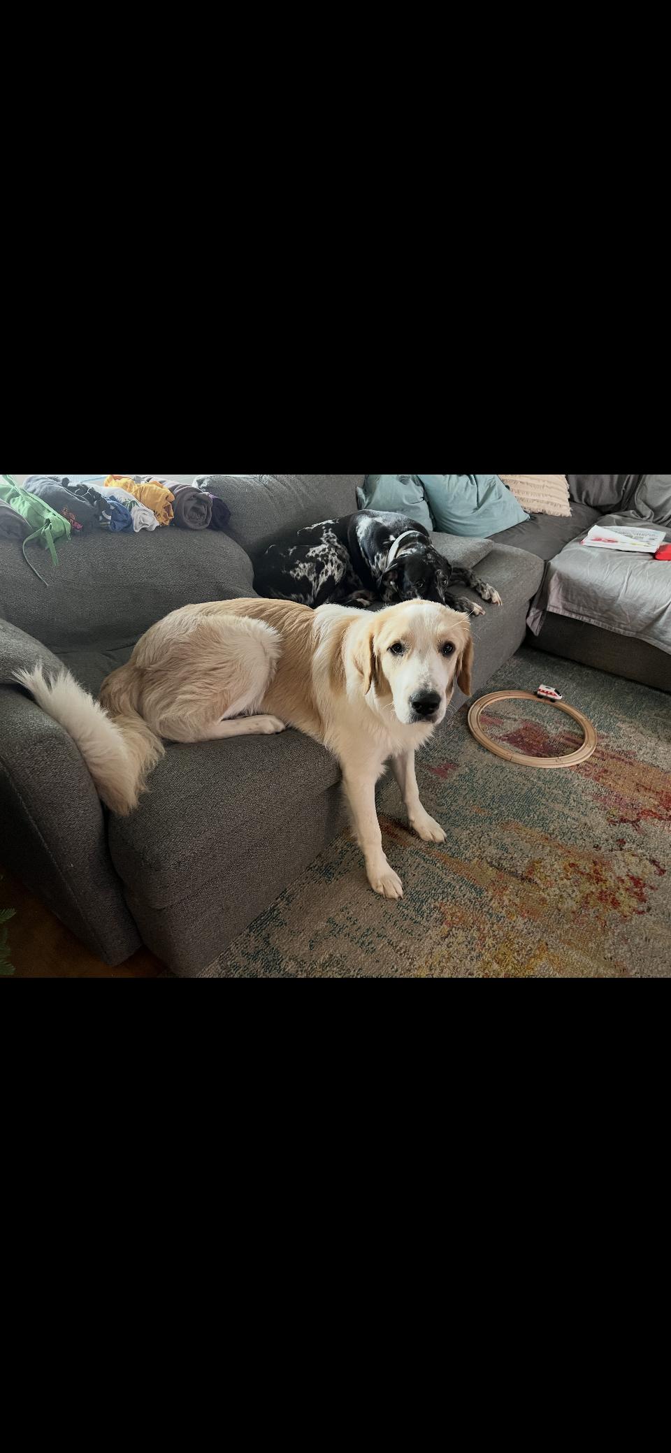 Enlarge Raya HTX, a Adoptable Great Pyrenees in Quinlan, TX image 2/6