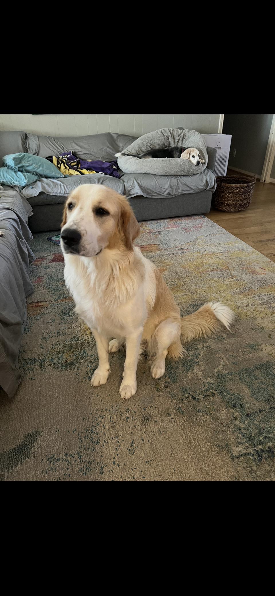 Enlarge Raya HTX, a Adoptable Great Pyrenees in Quinlan, TX image 3/6