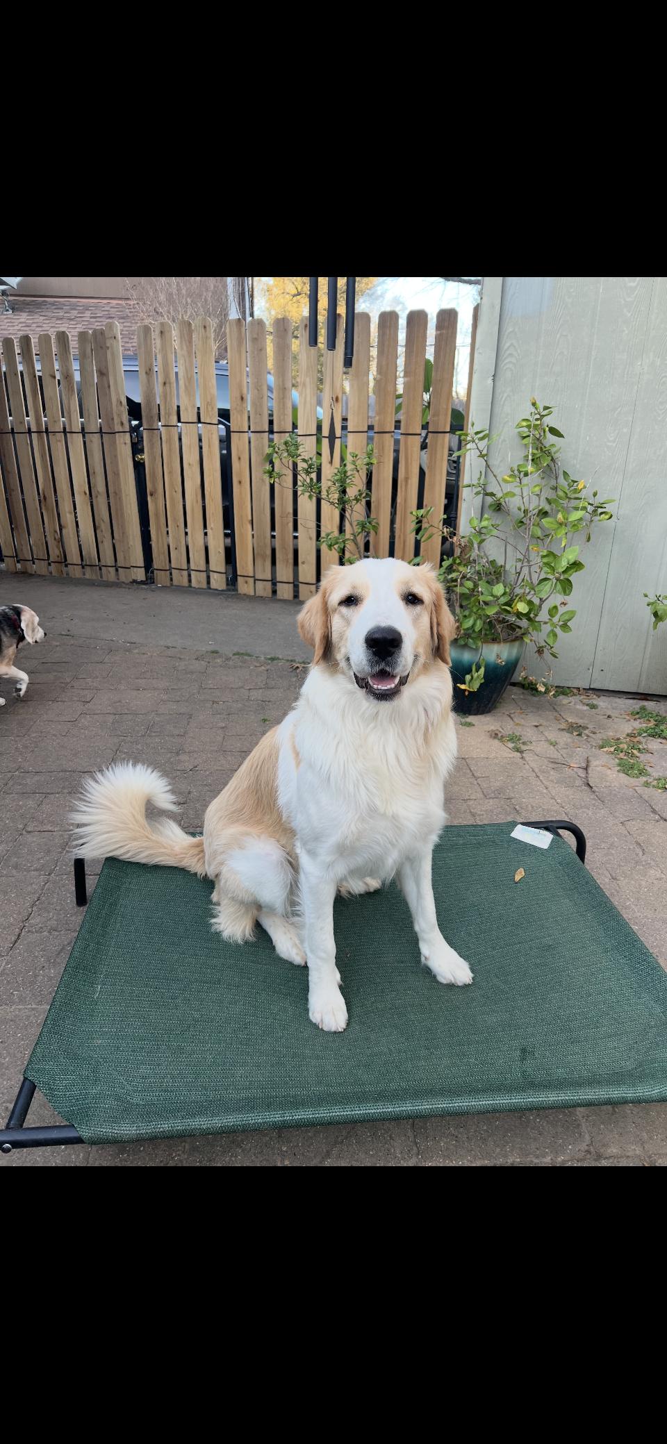 Enlarge Raya HTX, a Adoptable Great Pyrenees in Quinlan, TX image 4/6