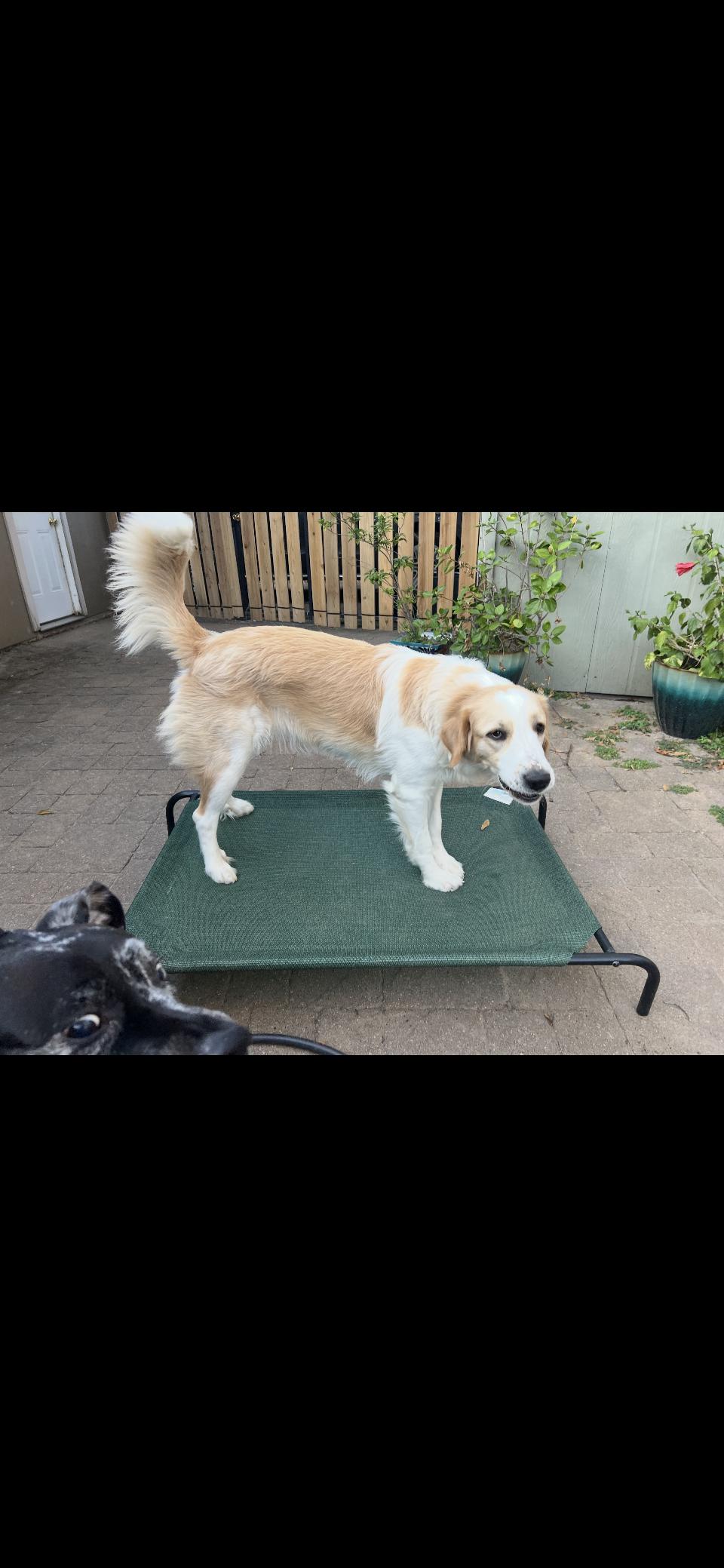 Enlarge Raya HTX, a Adoptable Great Pyrenees in Quinlan, TX image 6/6