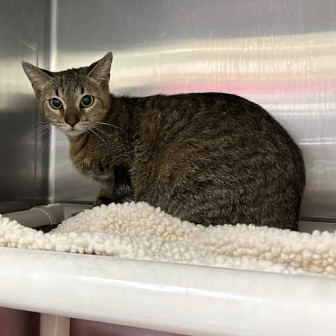 ANGELINA, Adoptable, Young Female Domestic Short Hair.