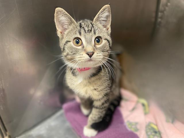 NIPIQUA, Adoptable, Kitten Female Domestic Short Hair.