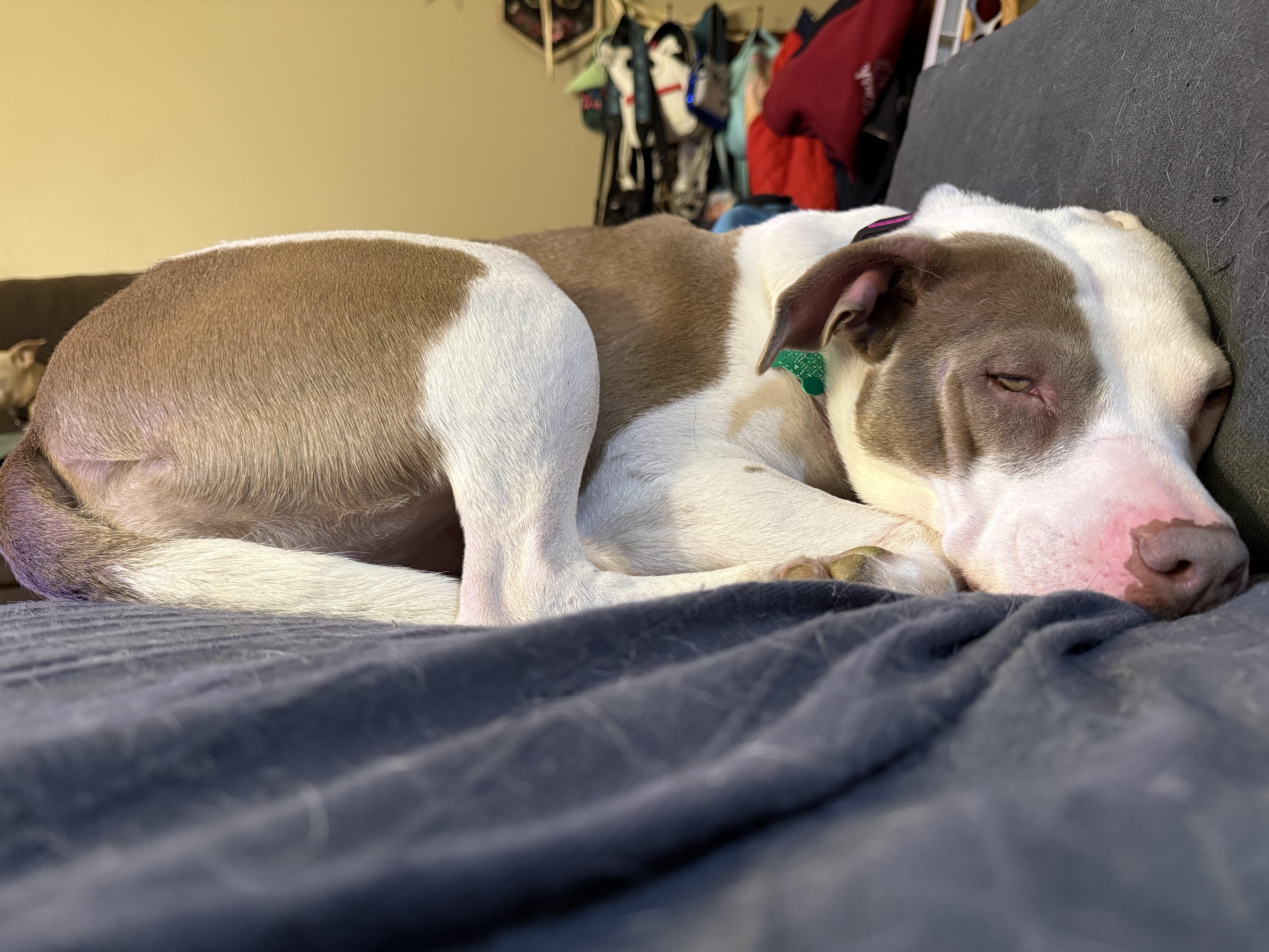 Enlarge Patty, a ADOPTABLE mixed breed in Aurora, IL image 3/5