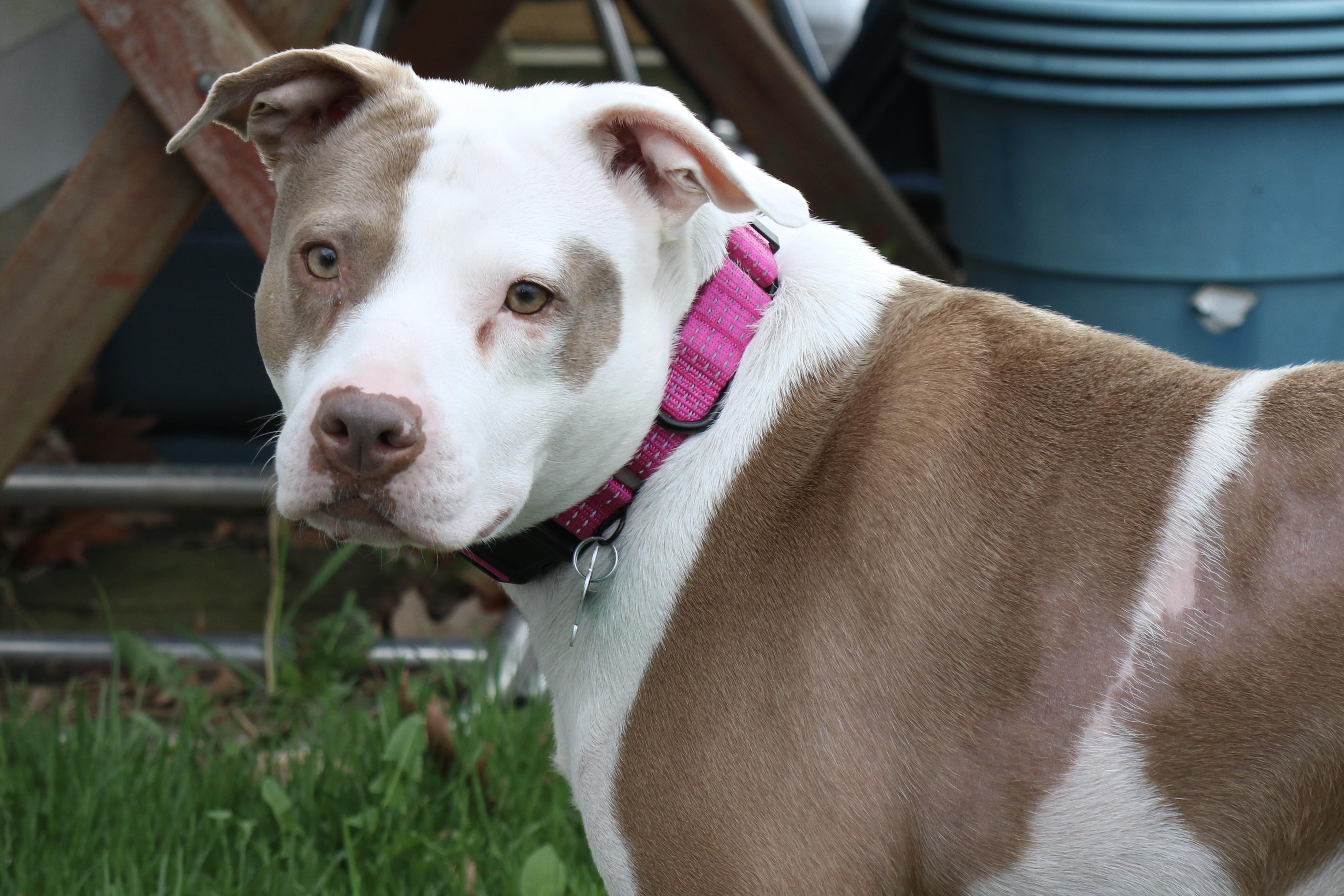 Patty, ADOPTABLE, Adult Female American Bulldog.