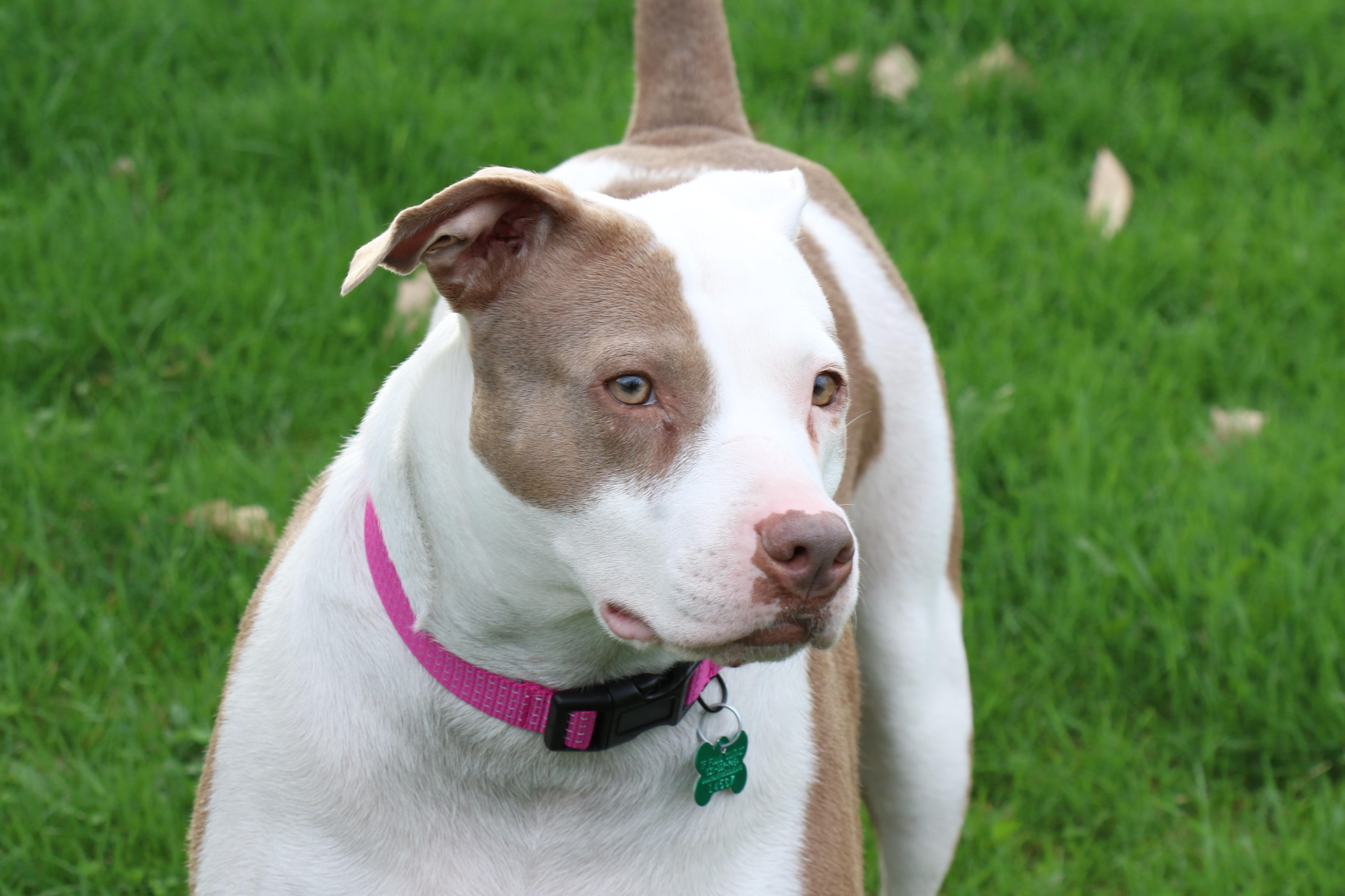 Enlarge Patty, a ADOPTABLE mixed breed in Aurora, IL image 4/5