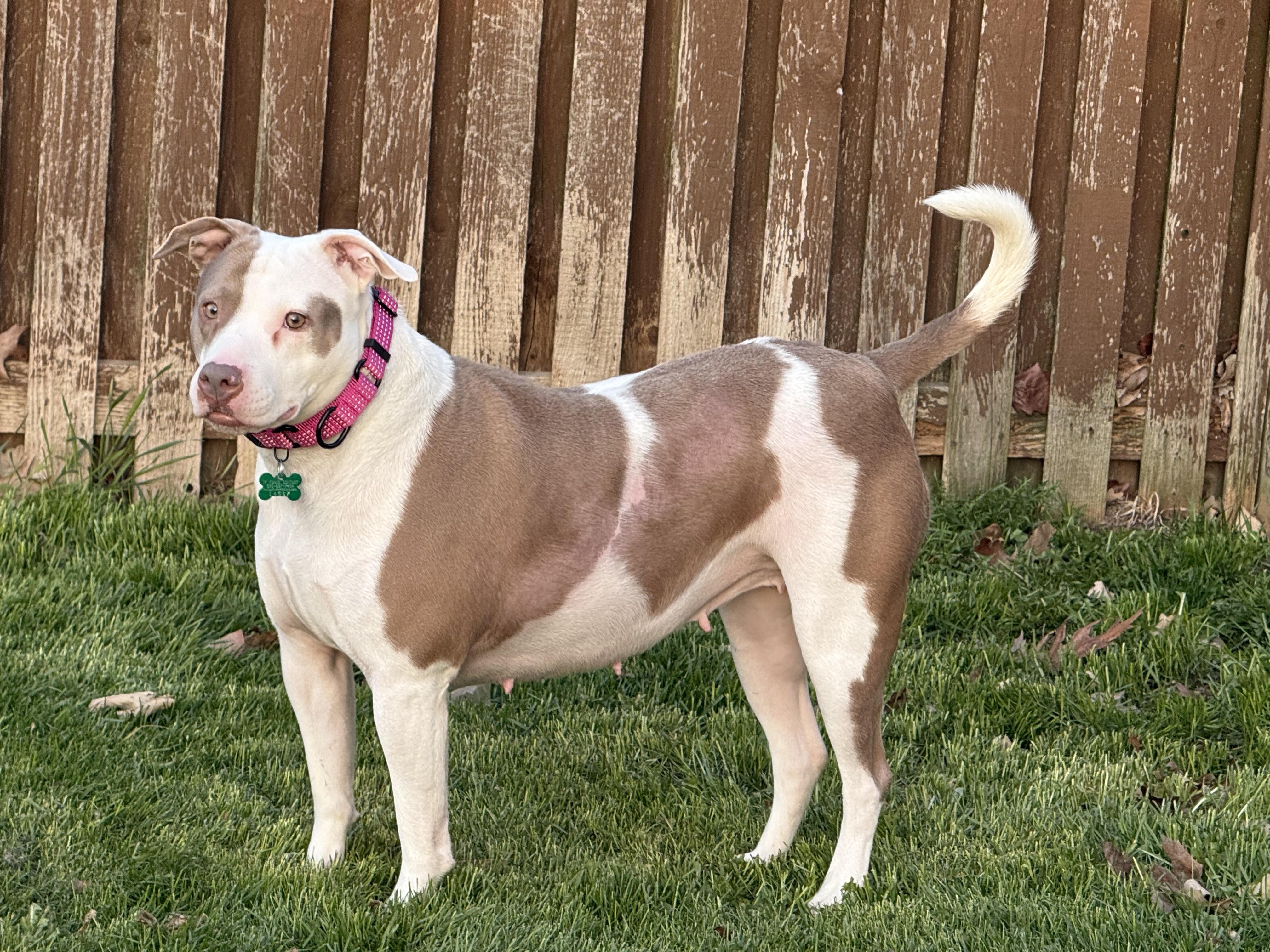 Enlarge Patty, a ADOPTABLE mixed breed in Aurora, IL image 2/5
