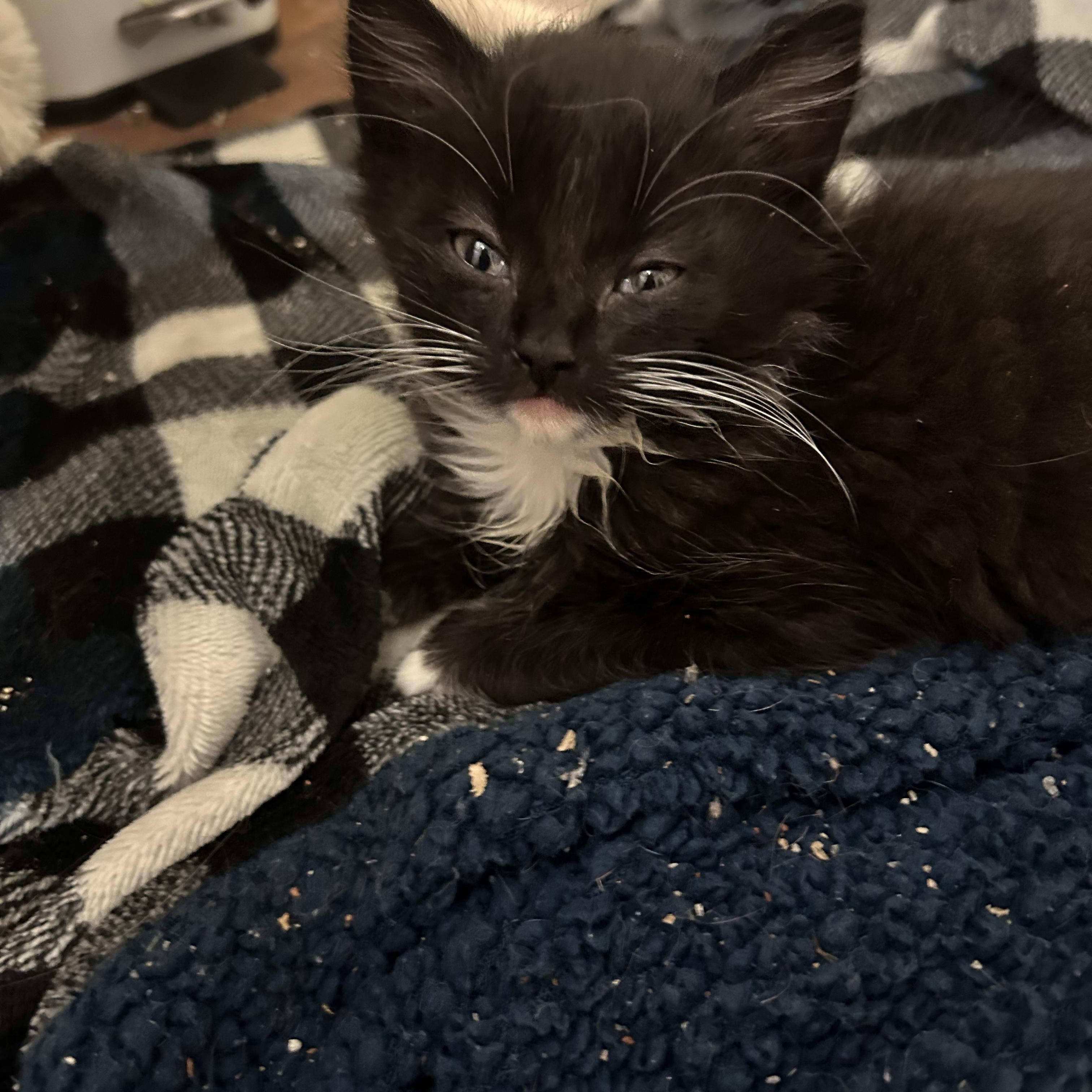 Marinara , adopted, Kitten Female Tuxedo.