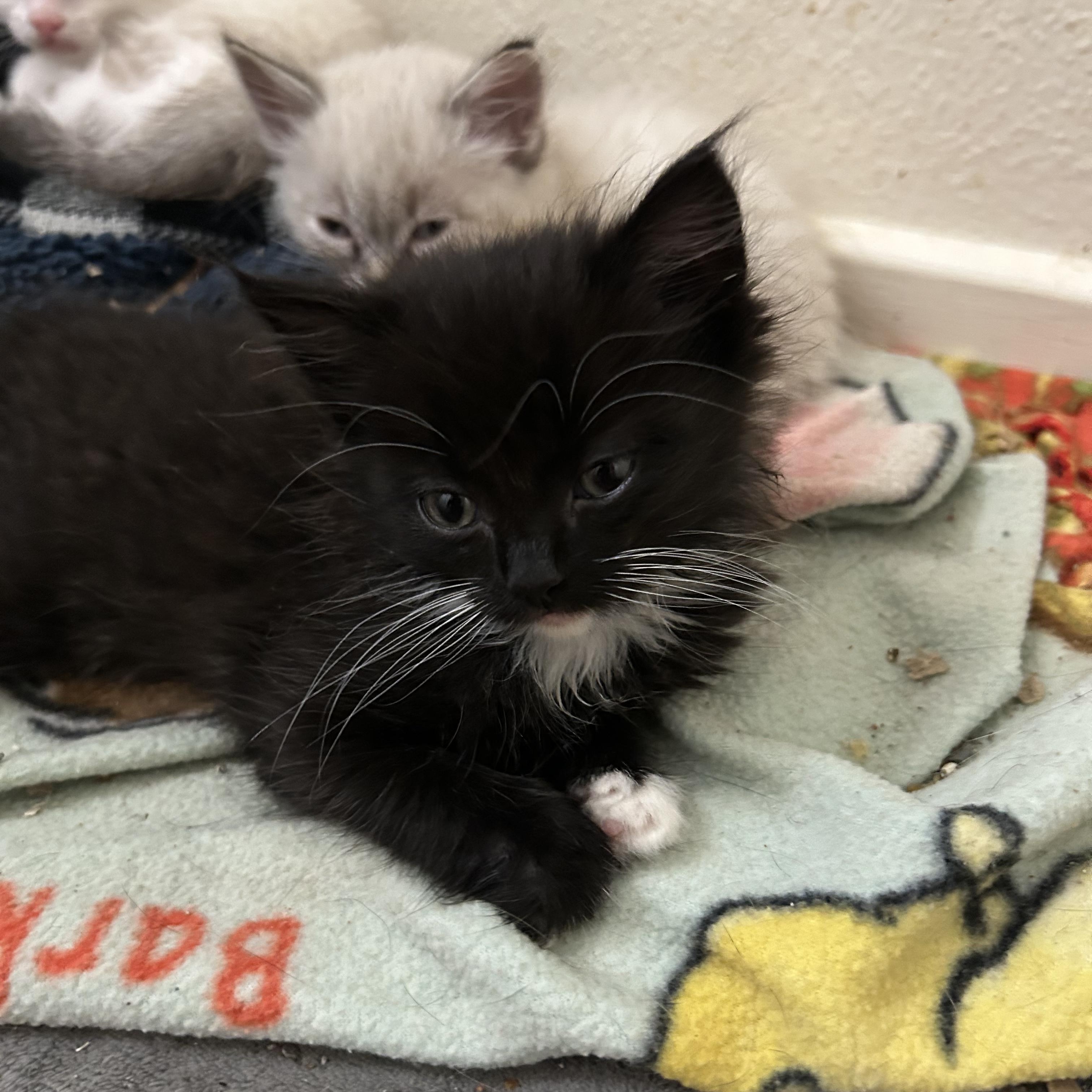 Enlarge Marinara , an adopted Tuxedo in San Juan Capistrano, CA image 2/2