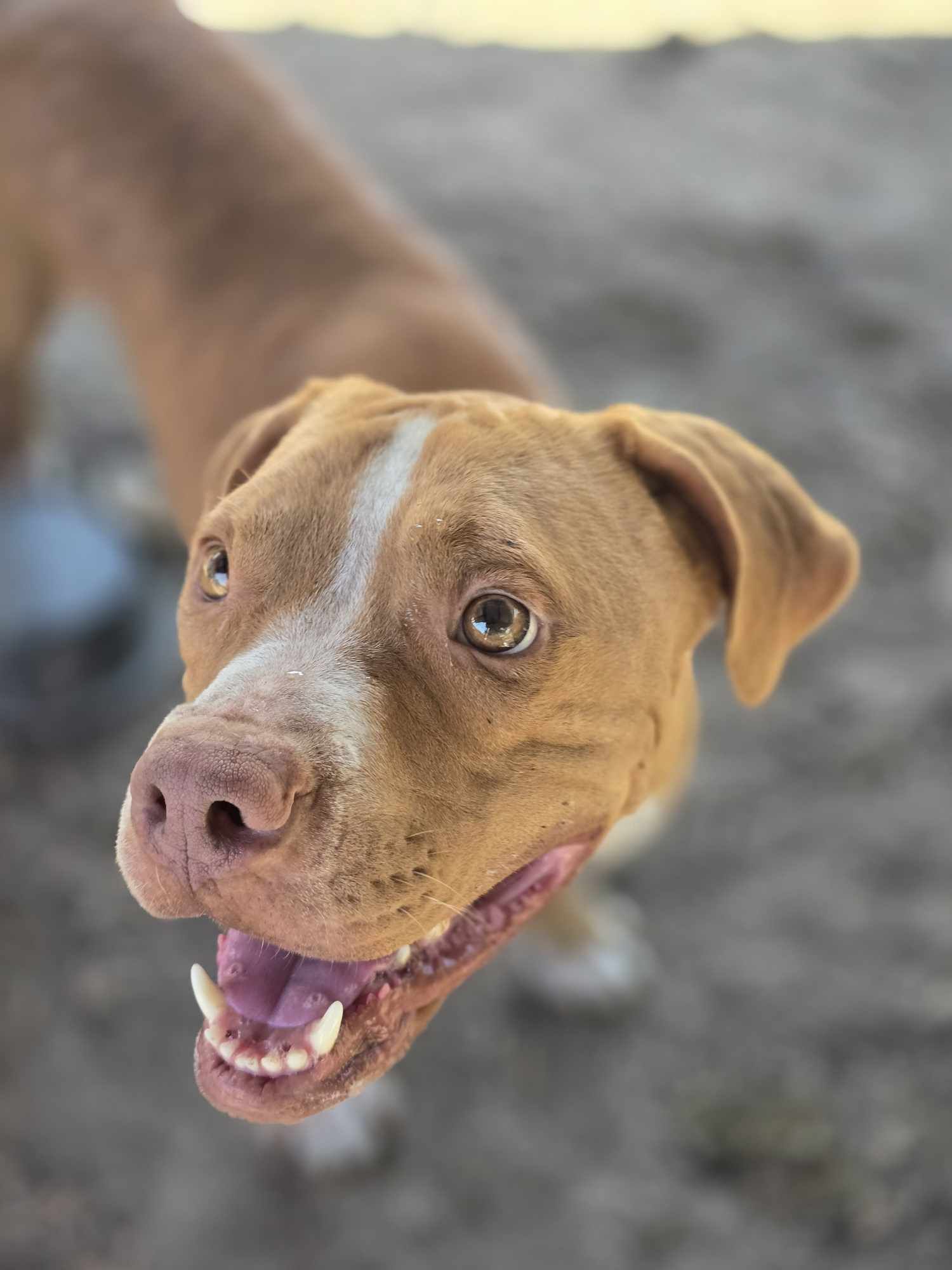 Charlie, a Adoptable American Staffordshire Terrier in Kempner, TX image 5/6
