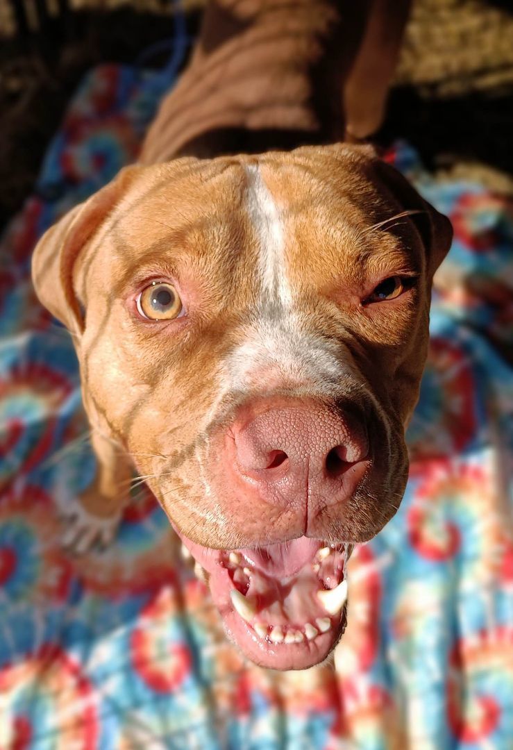 Charlie, a Adoptable American Staffordshire Terrier in Kempner, TX image 2/6