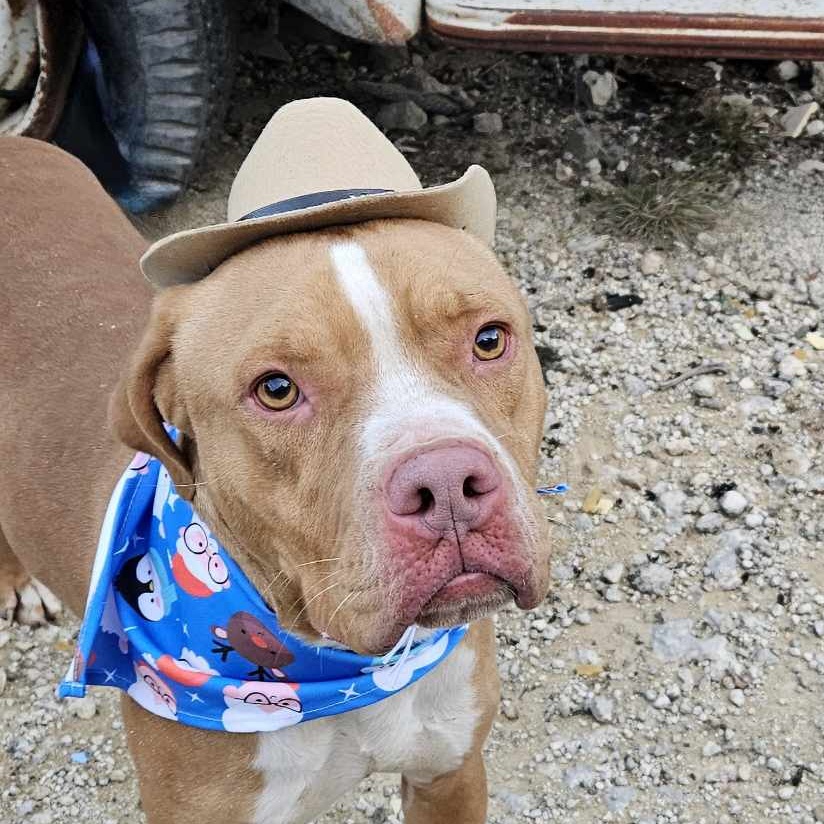 Charlie, a Adoptable American Staffordshire Terrier in Kempner, TX image 4/6